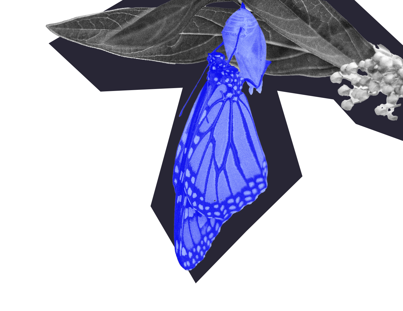 Image of a butterfly emerging from a chrysalis