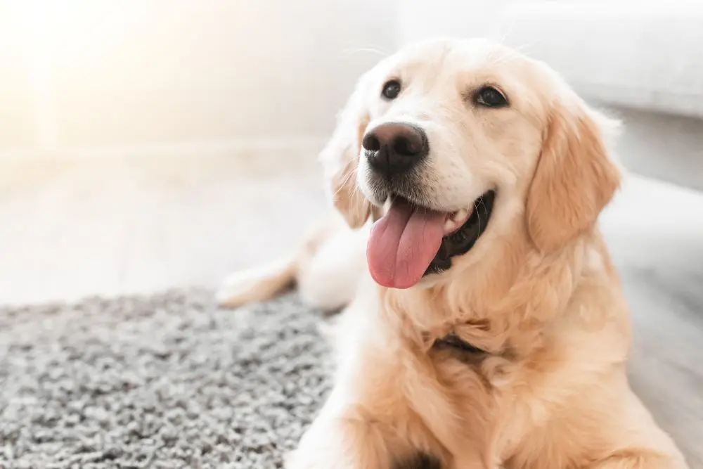 Dog 