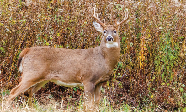 Deer