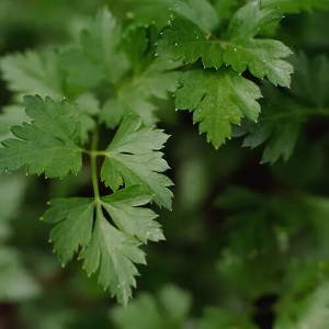Dark Green Italian Flat-Leaf Parsley
