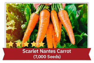 Scarlet Nantes Carrot (7,000 Seeds)