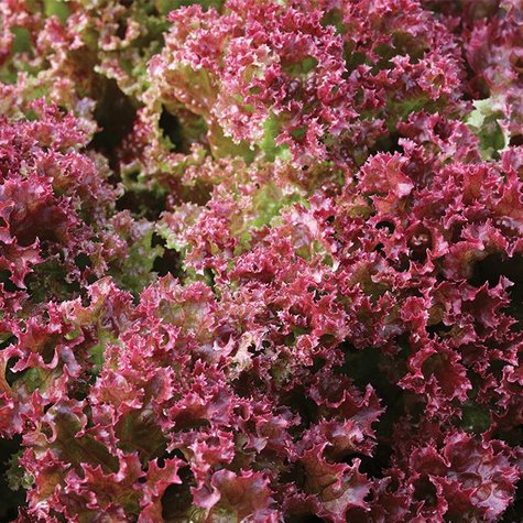 Lettuce, Leaf - Lolla Rossa Darkly