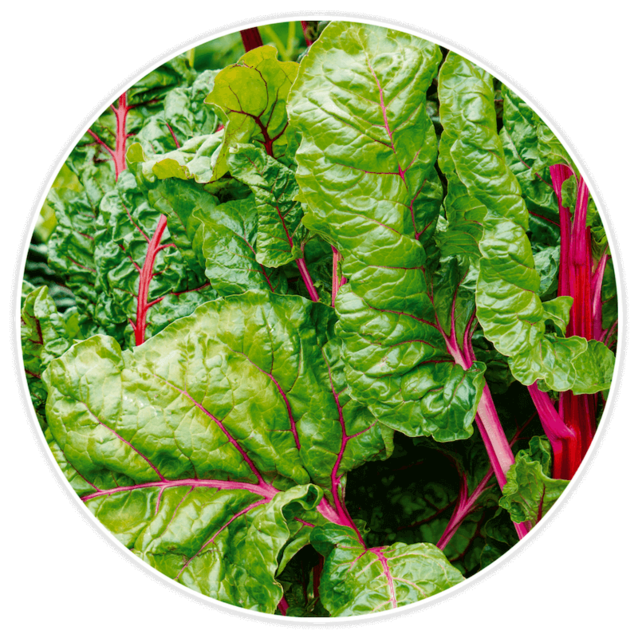 Swiss Chard