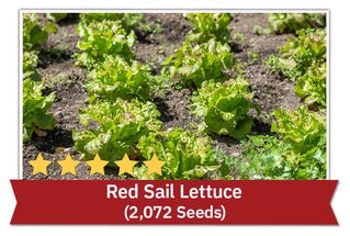 Red Sail Lettuce (2,072 Seeds)