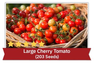 Large Cherry Tomato (203 Seeds)