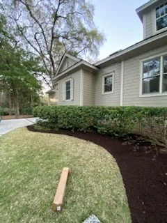 Fresh dark mulch bed around foundation shrubs
