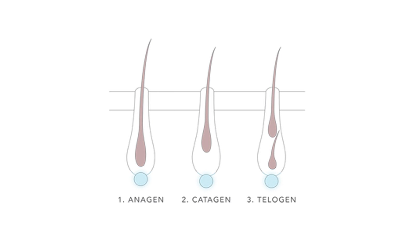 Diagram showing the 3 hair growth phases: Anagen, Catagen, and Telogen.