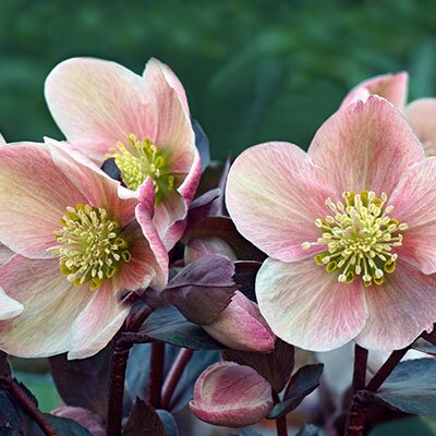 hellebore