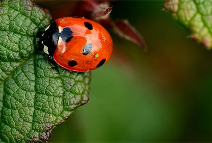 Lady Bug