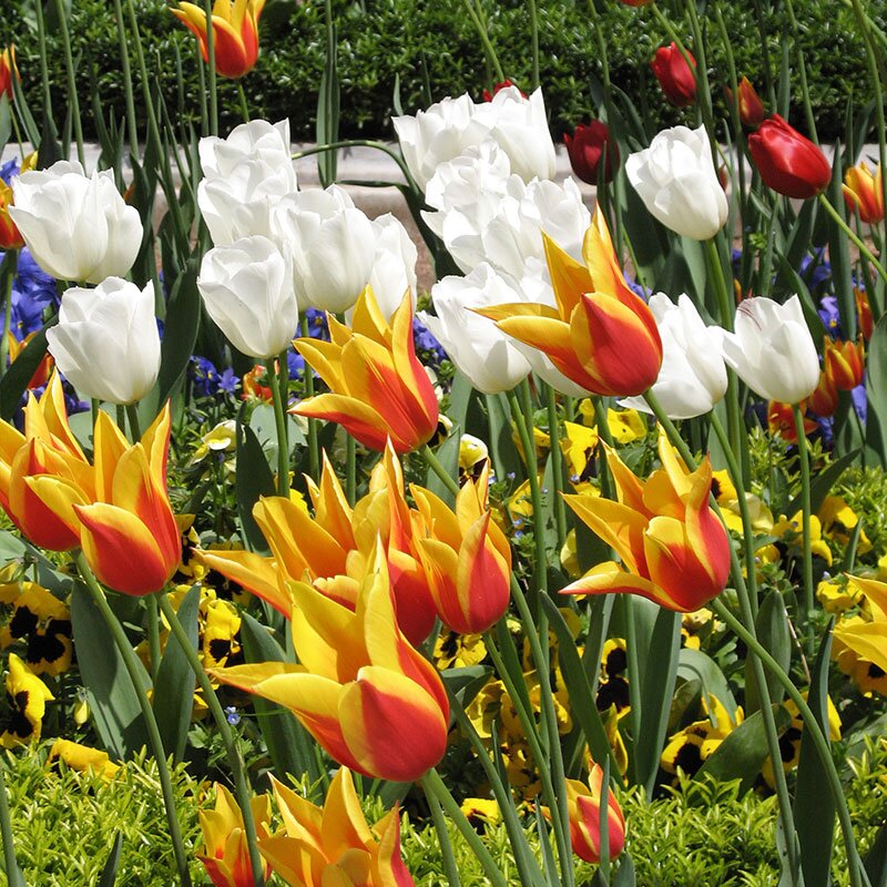 exotic tulips