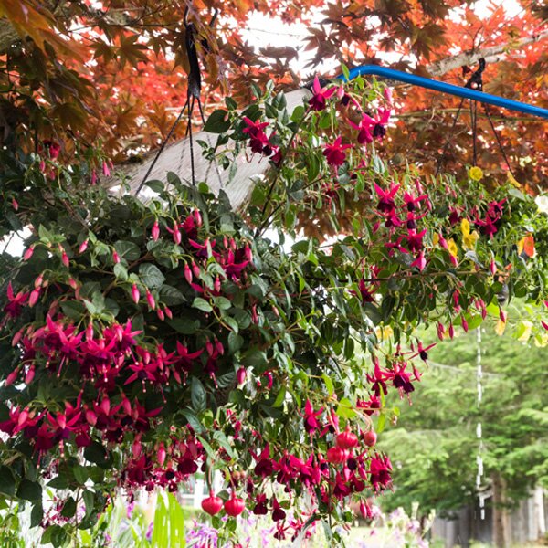 Fuchsia Care