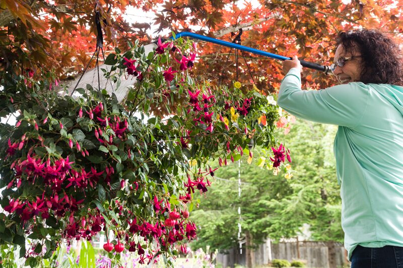 Fuchsia Watering