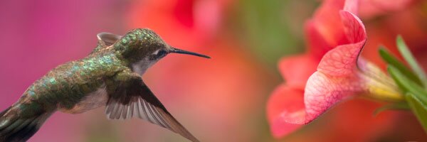 hummingbirds