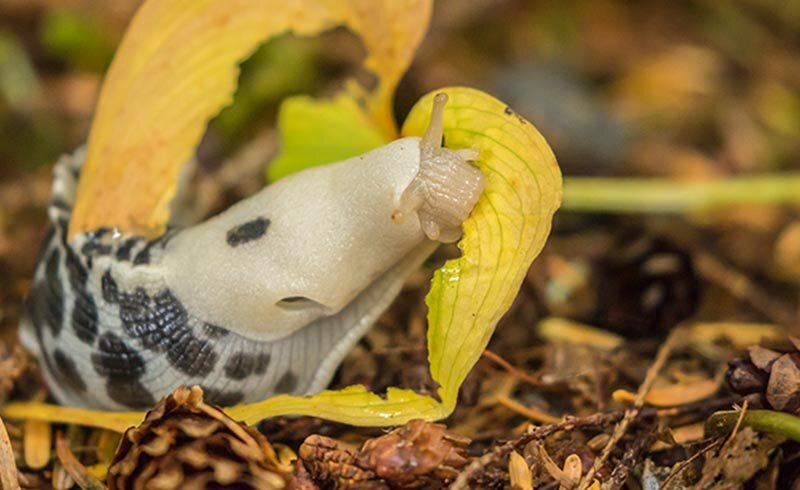 slug eating