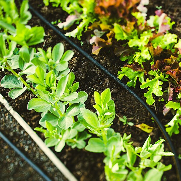drip irrigation