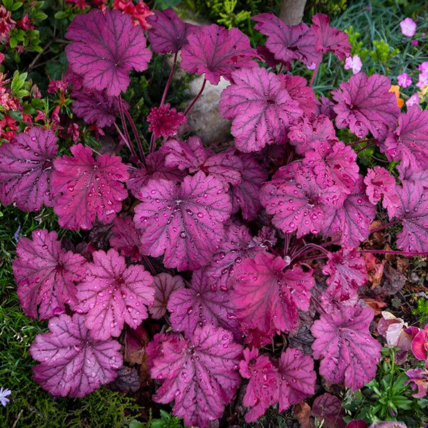 heuchera