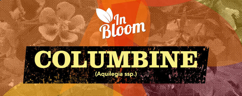 Columbine