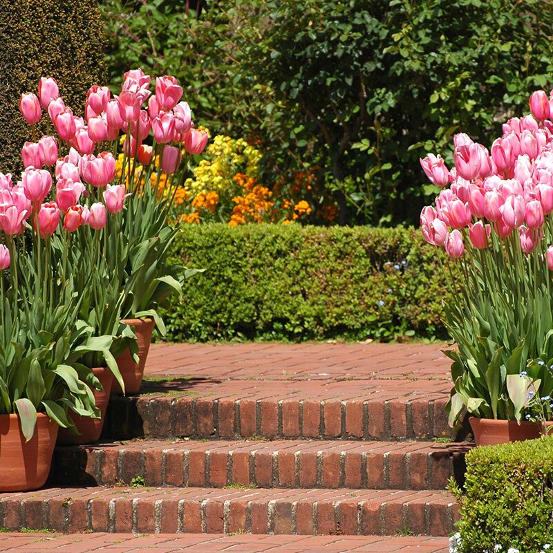 formal tulips