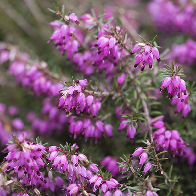 heather