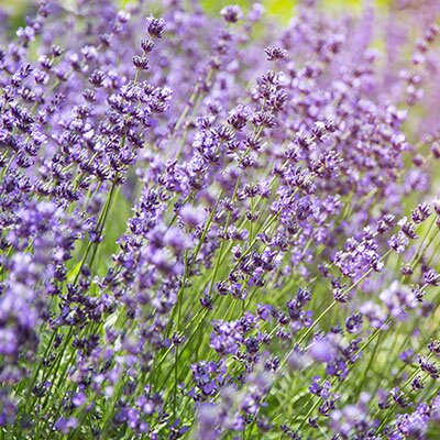 lavender