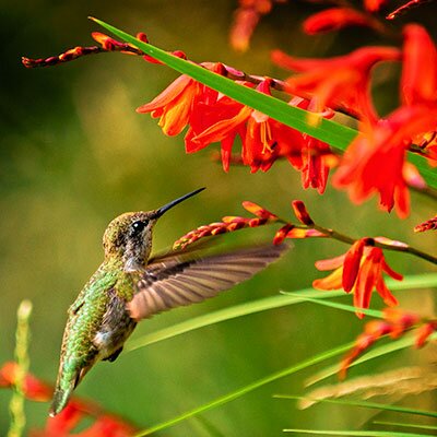 crocosmia