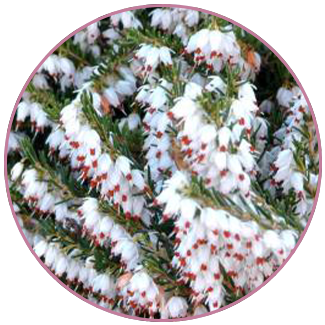 springwood white