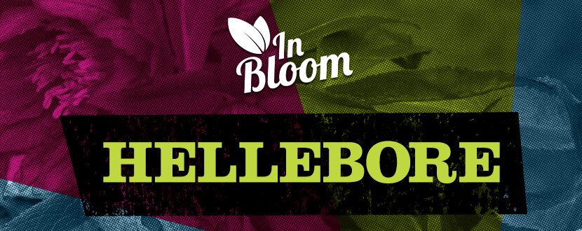 hellebore hero