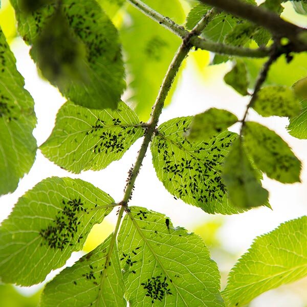 aphids