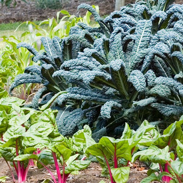 ornamental edibles