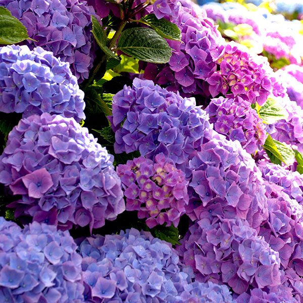 Hydrangea plant in full bloom
