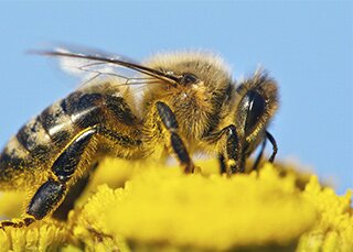 Bees 2
