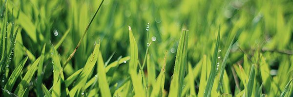 overseed