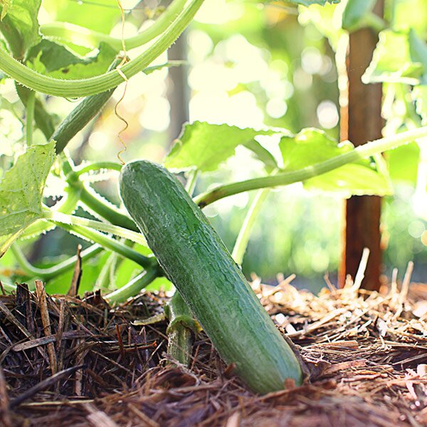 cucumber