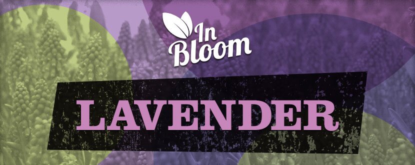lavender in bloom