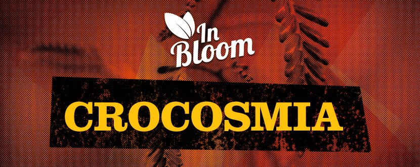 crocosmia in bloom