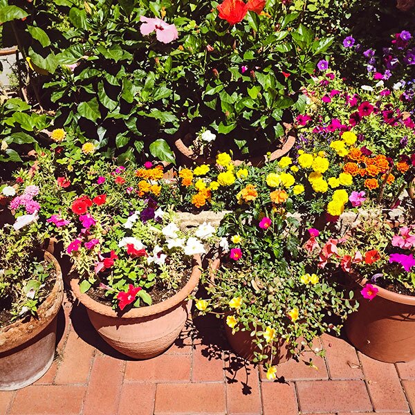 Variety of potted plants on brick floor.