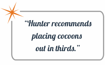 Hunter Recommends placing cocoons out in thirds