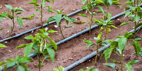 drip irrigation