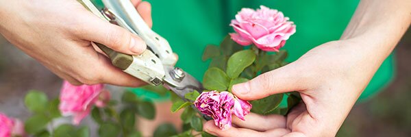 pinching and deadheading