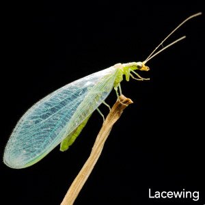 Lacewing