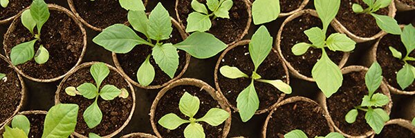 start from seed