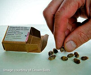 bees4 