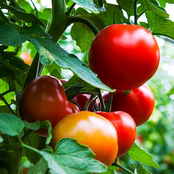 Red and orange tomatoes ripening on the vine.