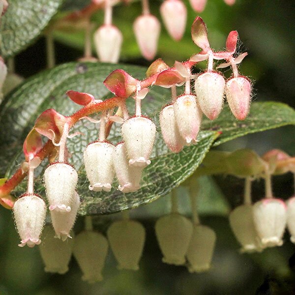 salal