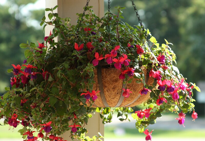 Fuchsia Hanging Porch