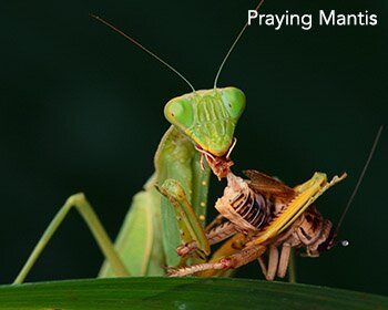 Praying Mantis