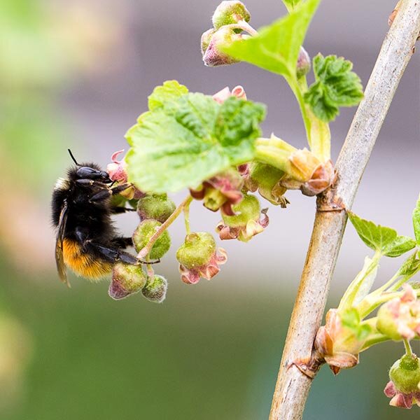 attract pollinators