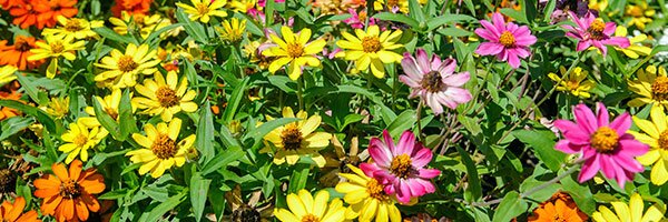 flowers from seed
