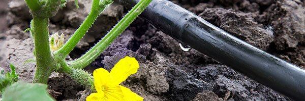 irrigation