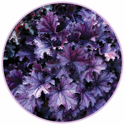 forever purple